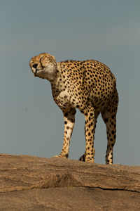 cheetah